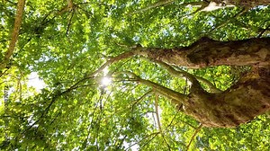 Sunlight Filtering Through Tree Canopy