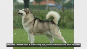 Alaskan Malamutes: Pros and Cons of This Majestic Breed