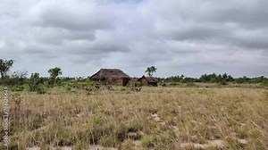 Traditional wood mud and grass hut in Africa grasslands savanna