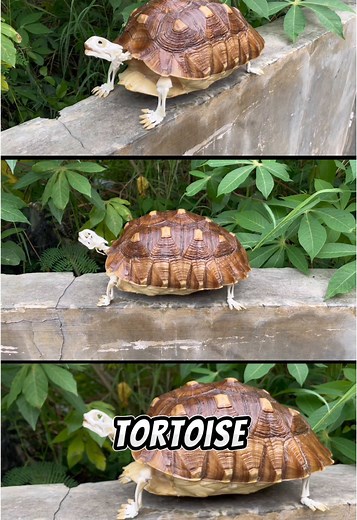 Articulating Sulcata Tortoise Skeleton at Torto Collection