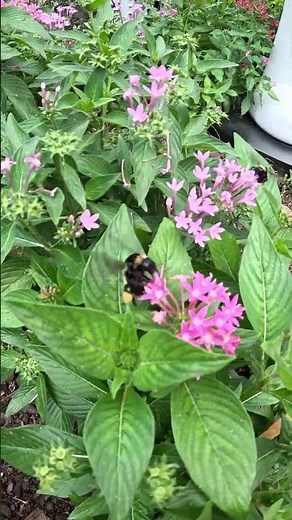 Flight of the Bumblebee in Real Life! 🐝 | Nature Up Close