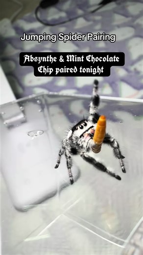 Pairing Jumping Spiders for New Bloodline Development