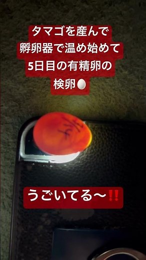 姫ウズラの孵化に挑戦！タマゴを産んで孵化機で温め始めて5日目🥚#有精卵#ヒメウズラ#検卵#有精卵を温めてみた