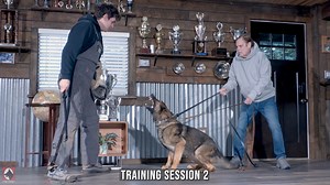 First Sight of Danger: Developing a Fast, Serious, and Focused German Shepherd | Kraftwork K9 Pro German Shepherds