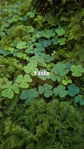 Beautiful forest ambience & chirping birds 🌿 #forestsounds