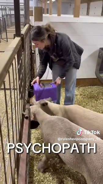 Building a Lasting Work Ethic in Sheep Shows