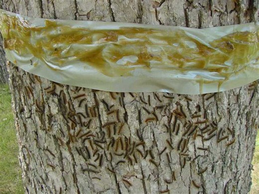 Sustainably speaking: Managing the spongy moth in northeast Wisconsin