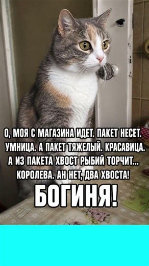 #смех #приколы #юмор #мем #shorts #cat #memes #угар #позитив