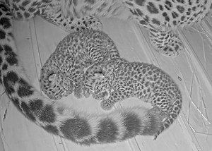Two rare Amur leopard cubs born at Saint Louis Zoo