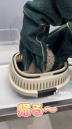 ハリネズミの診察とお風呂の様子
