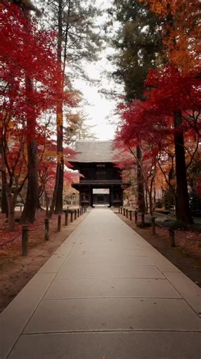 埼玉の平林寺：秋の紅葉スポット
