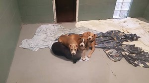 19K views · 243 reactions | Puppies available for adoption! We have 8 mixed breed pups, around 3 months old! These guys are full of puppy energy, very friendly and ready to go home. :) | Ulster County SPCA | Facebook