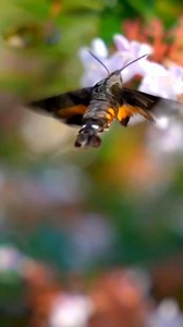 This hummingbird-like creature is not a bird at all. It’s the Hummingbird Hawk-moth, a stunning example of convergent evolution, where a moth evolved to look and behave just like a hummingbird. Same hovering flight. Same nectar feeding style. Different species. Nature doesn’t copy — it evolves perfection. ✨🦋 #HummingbirdHawkMoth #ConvergentEvolution #NatureIsAmazing #EvolutionInAction #MindBlowingFacts #ScienceReels #NatureReels #WildlifeFacts #NotABird #NatureVsTechnology #InsectWorld #DidYouK