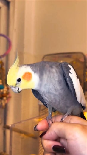 Why Is My parrot Dancing Like This 😆