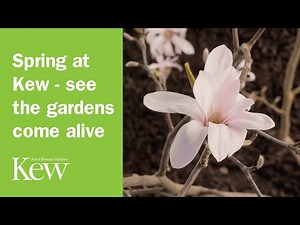Spring at Kew - see the gardens come alive