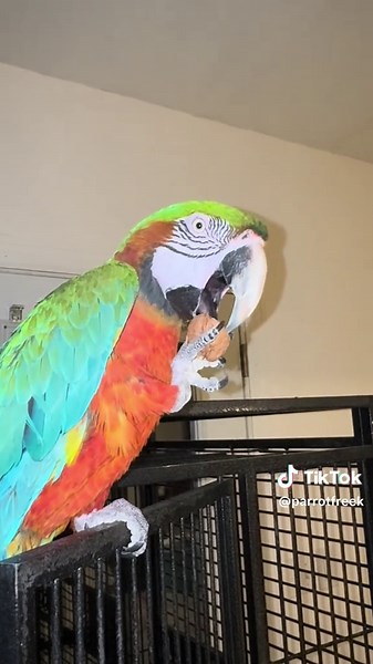 #fyp #parrots #birds #macaw