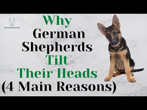 Why German Shepherds Tilt Their Heads (4 Main Reasons)