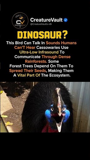 The rainforest bird that talks in sounds humans can't hear! 🦤😱