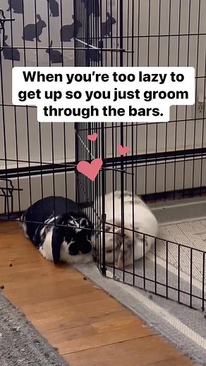 Lazy day. 💕 #LazyDay #Lazy #LazyBunny #Bunny #Rabbit #Bunnies #MiniLopAdventures #BunnyLove #BunnyLife #CuteBunny #DailyBunny | Mini Lop Adventures