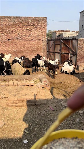 Goat Farming Tips for Qurbani 2026