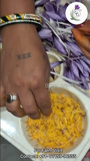 Saffron Harvest 2025 | Indoor Saffron Farm
