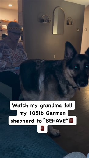 354K views · 2K reactions | Grandma tells German shepherd to be BE CALM  #fblifestyle #germanshepherd #germanshepherdsofinstagram #gsd #gsdpuppy #reels #reelstrending | Cute Animals | Facebook