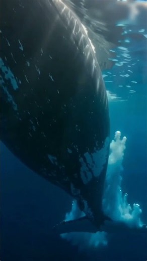 The Biggest Animal Ever to Exist on Earth #shorts #ocean #satisfying