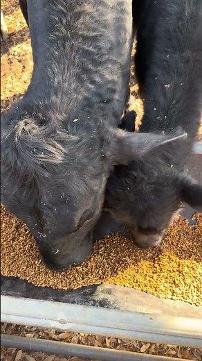 A Different View of Feeding Time