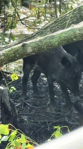 Wild boars of Cajun country — Cajun Pride Swamp Tour 2026
