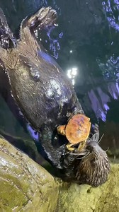 Seldovia snacking! 🦦 Seldovia received his first whole crab! Sea otters have a bite force equivalent to a black bear, an adaption that allows them to bite through the hard exteriors of shells. 🦀 What is your go-to snack? | Shedd Aquarium