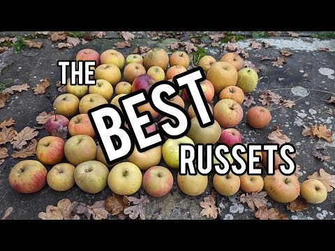 Keepers Nursery, the best Russet apple varieties. over 50 reviewed, my favourites & top 10 to grow.