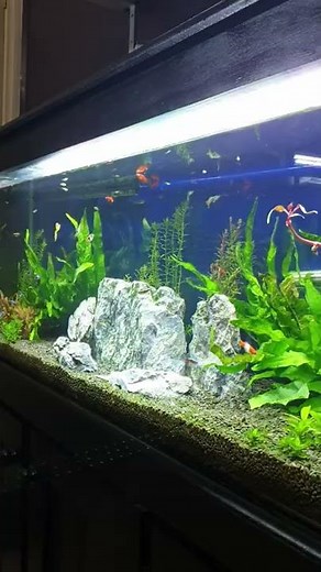 Wave Maker Aquarium Setup #Shorts