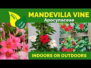 Mandevilla Vine Care | Tropical Flowering Vine for Containers or Trellises