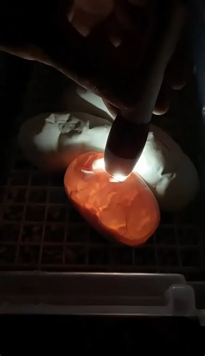 Baby snakes coming soon!