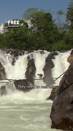 Living on the edge! #Dangerous #laos #rivercrossing | Free Documentary