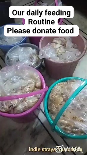 2.6K views · 107 reactions | Our daily routine of feeding Please donate food Paytm 9811138587 Gpy 9599507474 PayPal ruchikabhatnagar7@gmail.com #viralreels #dog #reels #trend #canada #trending #trendingreels | Indie Strays Foundation | Facebook