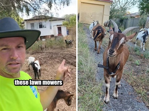 Forget lawnmowers: Why ‘adorable’ goat herds are Australia’s new garden clean-up crew - realestate.com.au