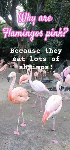 Why are Flamingos pink? 🦩 Noah explains! #usa #travel #nature #flamingo #losangeles #zoo