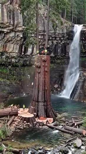 2.5K views | An expert tree cutter fells a giant tree near a waterfall | CutSentry | Facebook