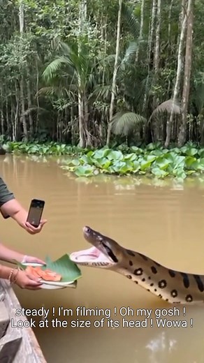 1.2K views | This woman is a giant python keeper. #Natureand #wildlife #entertainment #Giantpython | Setha Vannyta | Facebook