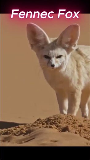 Animal Showcase #1: The Fennec Fox