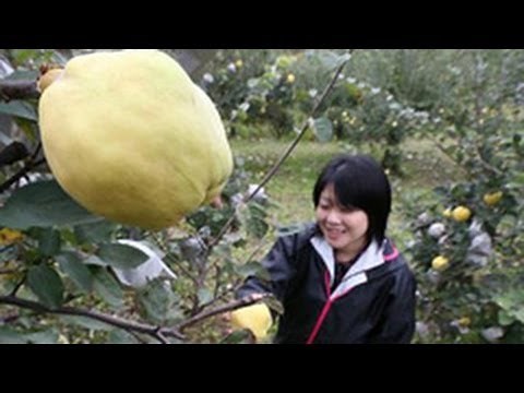 マチに香る「マルメロ」北海道・北斗で収穫盛り