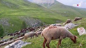 45K views · 1.6K reactions | La transhumance vient d'être inscrite au patrimoine culturel immatériel de l'Unesco. Une fierté et un sacré coup de projecteur pour les éleveurs comme dans l'Ariège. | Le 20h – France Télévisions | Facebook