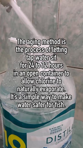 70K views · 302 reactions | aging is basic fishkeeping tips but it is also very important! #guppy #guppyfish #fishkeeping #fishkeeper #fishtank #trending #viral | Albert's Guppy Adventure | Facebook