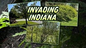 Invading Indiana: The top invasive plants in our area