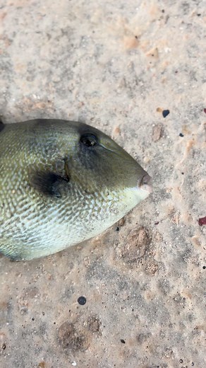 Triggerfish attack💥 #fyp #fish #fishing #fishinglife #fishingtiktoks