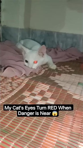 My Cat's Eyes Turn RED When Danger is Near 😱 #cat #catshorts #
