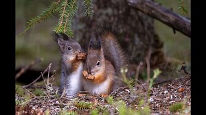 90 reactions · 6 comments | *** turn your sound on ***  Remember when I went to Finland and recorded these two baby Red Squirrel fighting? Well for my next Patreon pastel lesson I thought we would draw one of these SUPER cute characters  I want to strip the techniques right back, use just a few colours and concentrate on everyone having a fun time as they learn  | Jason Morgan Wildlife Art | Facebook