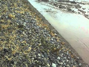 Explaining the rice farming process... 5 stages before planting