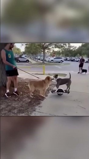 This Dog Is the Coolest in the Neighborhood 🐕😎